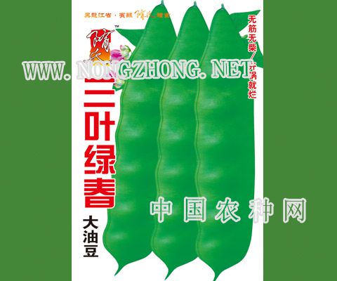 三叶绿春